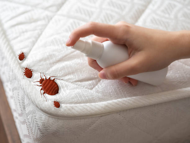 Best Spider Control Near Me  in Marietta, OH