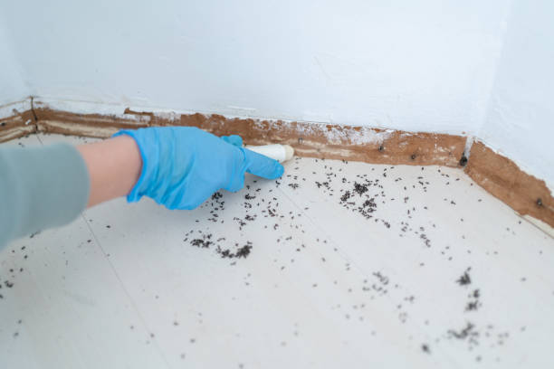 Best Bed Bug Extermination  in Marietta, OH